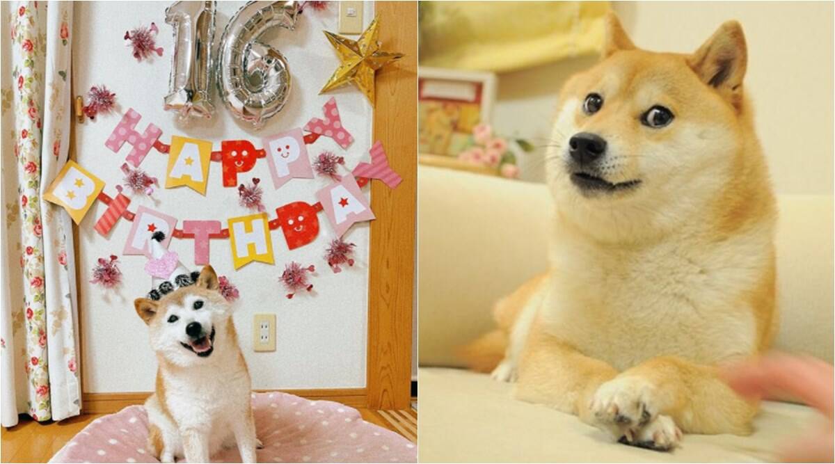 น้องโคบาสึ พันธุ์ชิบะอินุที่เป็นมาสคอตของ Dogecoin