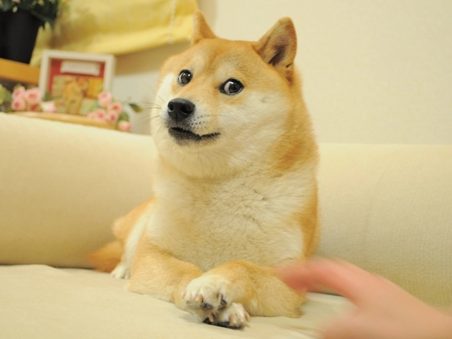 <i>ภาพของ Kabosu ที่ถูกทำเป็น Meme ก่อนที่จะกลายเป็นเหรียญ DOGE<br>รูปภาพ:&nbsp;Satō’s blog</i>
